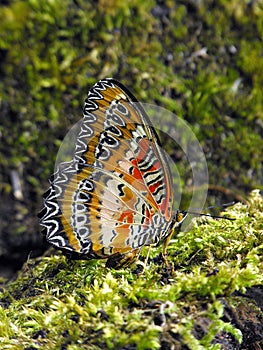 Red Lacewing underside