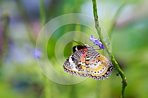 Red Lacewing Cethosia bilbis tropical butterfly resting in fee