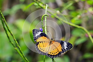 Red Lacewing Cethosia bilbis tropical butterfly resting in fee