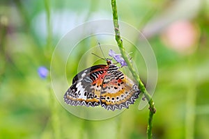 Red Lacewing Cethosia bilbis tropical butterfly resting in fee