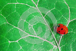 A red lady bug on a green leaf.