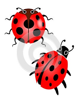 Red ladybird