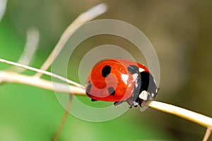 Red ladybird