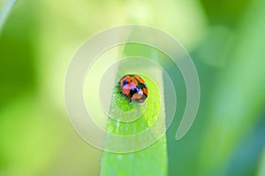 Red ladybird on blade of grass covered in dew drops