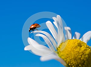 Red ladybird on chamomile petal before fly