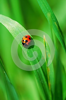 Red ladybird on grass