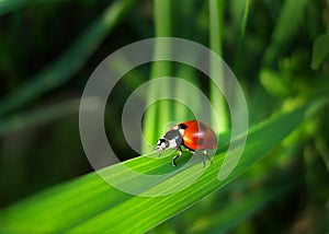 Setto di coccinella sul erba 