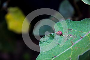 Red ladybird on leaf