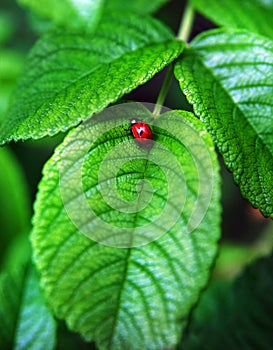 Red ladybird on a leaf