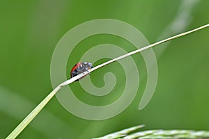 Red  Ladybird on plant in green nature