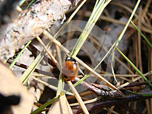 Red ladybird with seven black dots climbing along blade of green grass