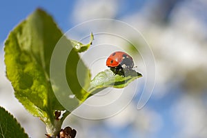 Red ladybird sits on a green leaf against the blue sky.