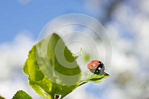 Red ladybird sits on a green leaf against the blue sky.