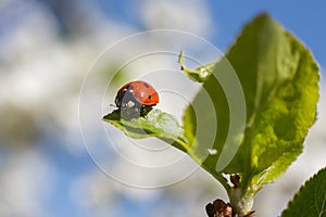 Red ladybird sits on a green leaf against the blue sky. Macro cl