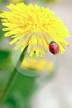 Red ladybird on yellow flower