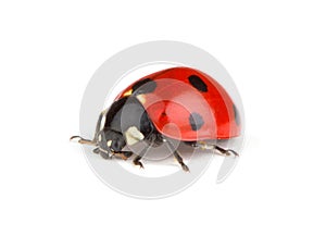 Red ladybug