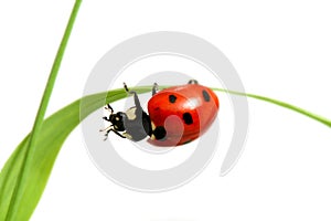 Red ladybug