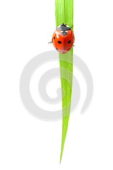 Red ladybug