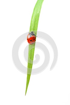 Red ladybug