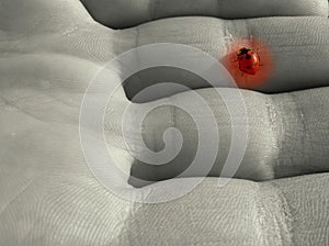 Red ladybug