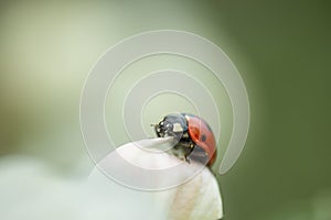 Red ladybug on apple tree flower macro close-up