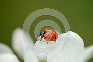 Red ladybug on apple tree flower macro close-up