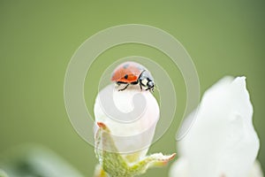 Red ladybug on apple tree flower macro close-up