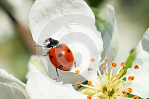 Red ladybug on apple tree flower macro close-up