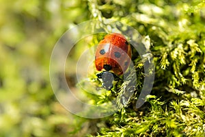 Red ladybug on the background of green moss in the spring forest