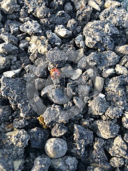 Red ladybug bug on gray blacktop gravel