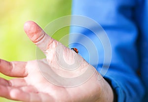 Red ladybug in the child`s hand