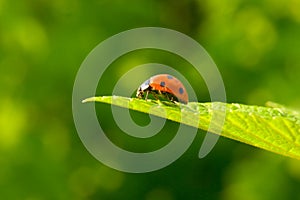 Red ladybug (Coccinella septempunctata) on leaf