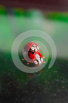 Red Ladybug Couple Having Intercourse