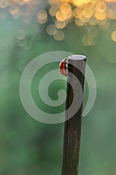 A red ladybug crawls on a stick towards the sun`s sunset rays. Bokeh. Macrophotography. After rain