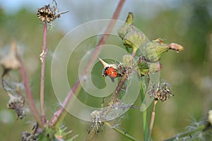 Red ladybug craws on weeds