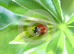 Red ladybug creeps on stem of plant in spring, ladybird on green leaf in garden in summer