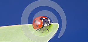 Red ladybug creeps on stem of plant in spring, ladybird on green leaf in garden in summer