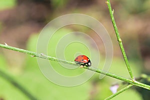 Red ladybug descending on a plant branch