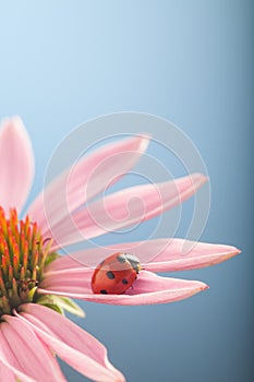 Red ladybug on Echinacea flower, ladybird creeps on stem of plan