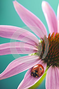 Red ladybug on Echinacea flower, ladybird creeps on stem of plant in spring in garden in summer