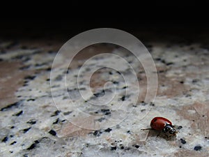 Red ladybug fleeing from shadow photo