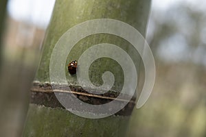 Red Ladybug on a Green Bamboo Tree