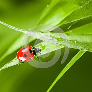 Red ladybug on green grass
