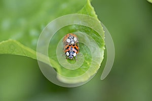 Red ladybug on a green leaf