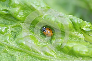 Red ladybug on a green leaf