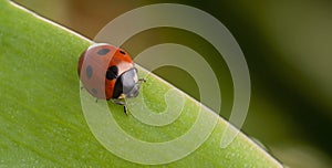 Red ladybug on green leaf