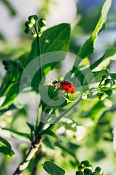 Red ladybug on a green leaf