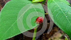 Red ladybug on a green leaf with dew settles.