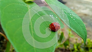 Red ladybug on a green leaf with dew settles.