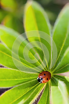 Red ladybug on green leaf, ladybird creeps on stem of plant